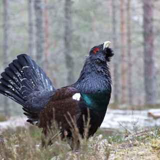 Western Capercaillie