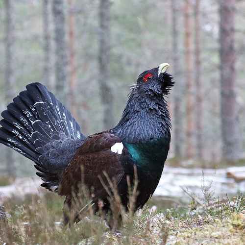 Western Capercaillie photo