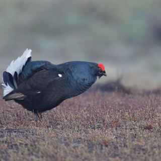 Black Grouse