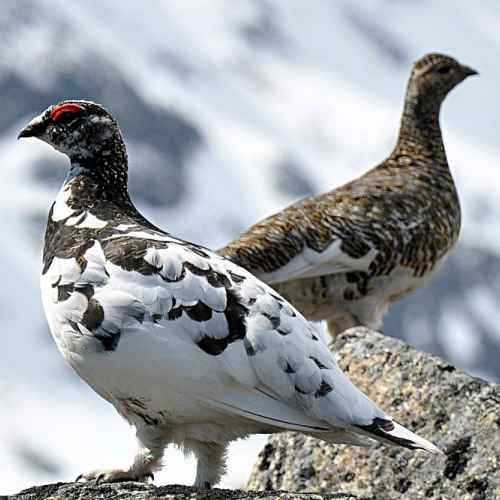 Rock Ptarmigan photo