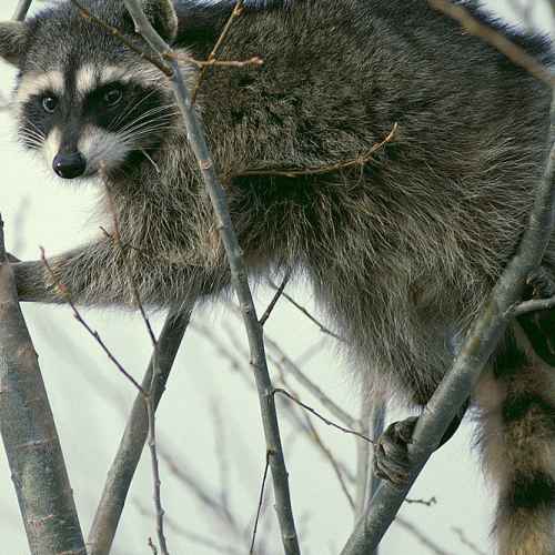 Raccoon photo