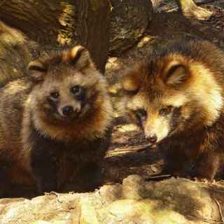 Raccoon Dog