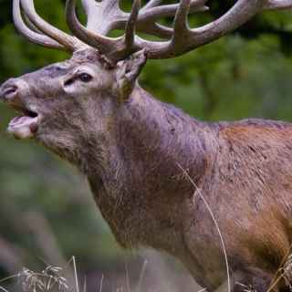 Red Deer