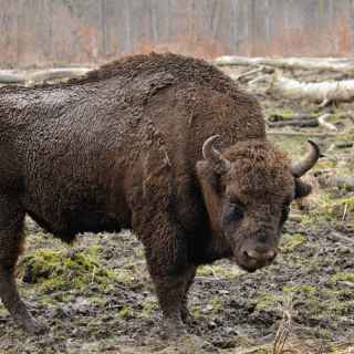 European Bison