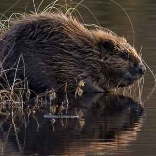 Eurasian Beaver or European Beaver
