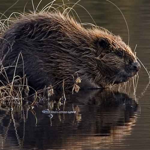 Eurasian Beaver or European Beaver photo