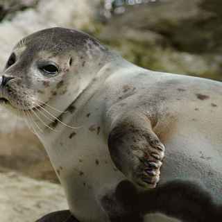 Harbour seal