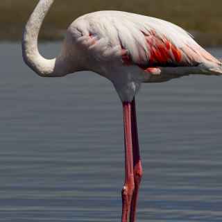 Greater Flamingo