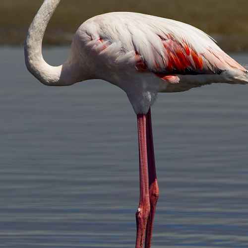 Обыкновенный фламинго photo
