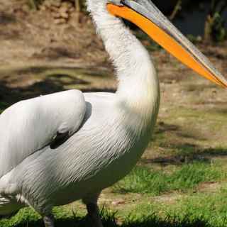 Dalmatian pelican