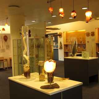 Icelandic Phallological Museum