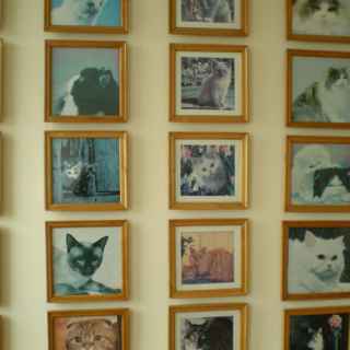 Cat Museum photo