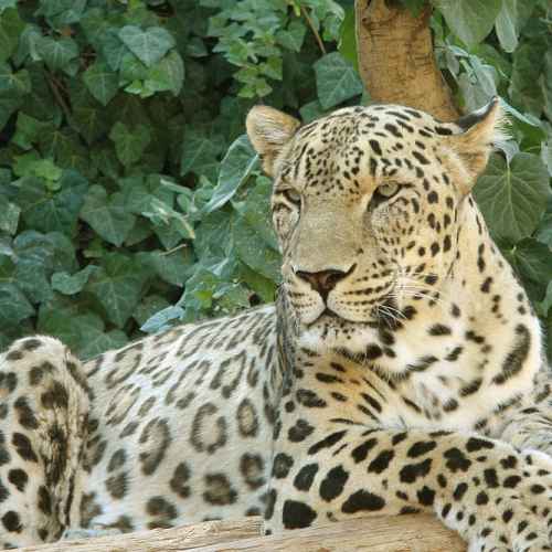 Persian leopard photo