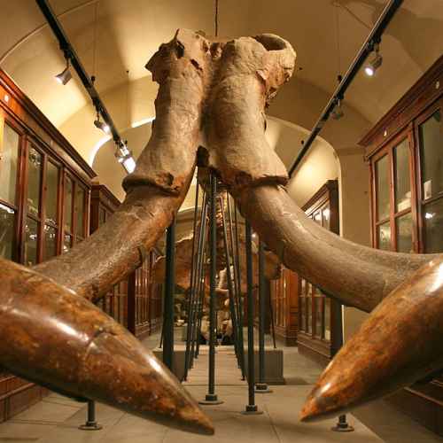 Museo Paleontologico photo