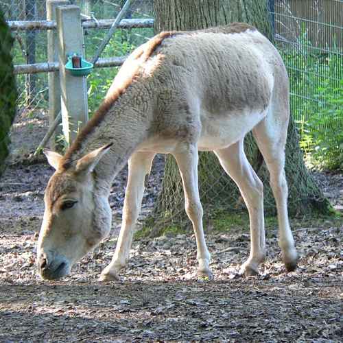 Donkey photo