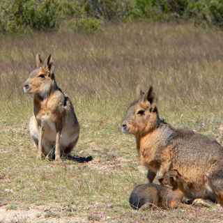 Patagonian mara