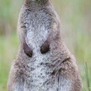 Red-necked wallaby