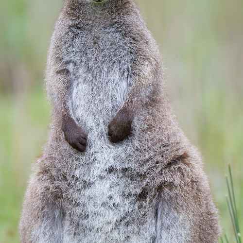 Red-necked wallaby photo