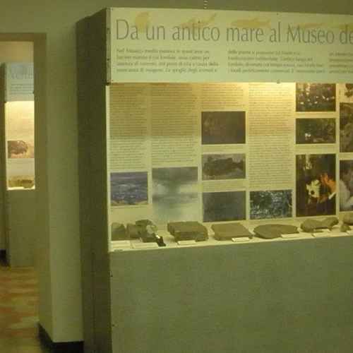 Museo civico dei fossili di Besano photo