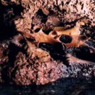 Grotta dei Cervi photo