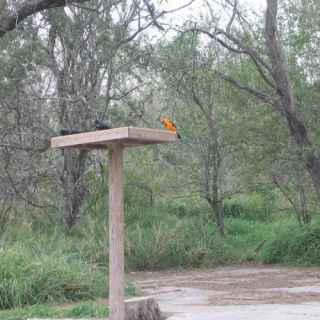 Bentsen Rio Grande Valley State Park