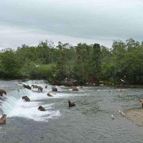 Brooks Falls