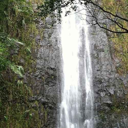 Manoa Falls photo