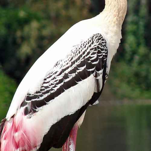 Ranganathittu Bird Sanctuary photo