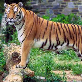 Amur Tiger photo