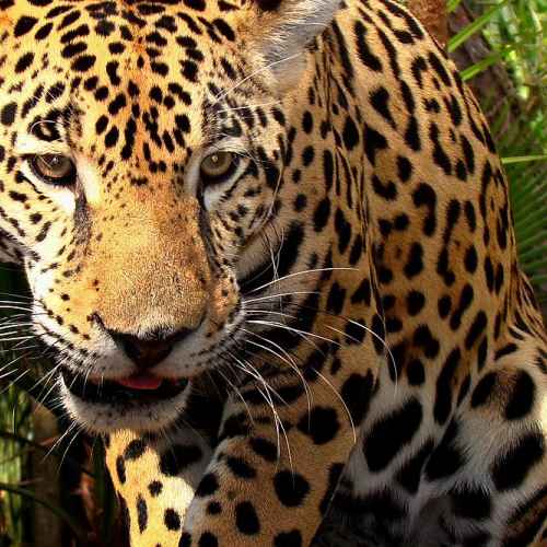 Jaguar photo