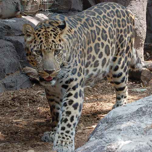 Amur Leopard photo