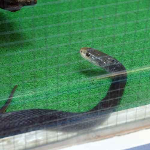 Japan Snake Center photo