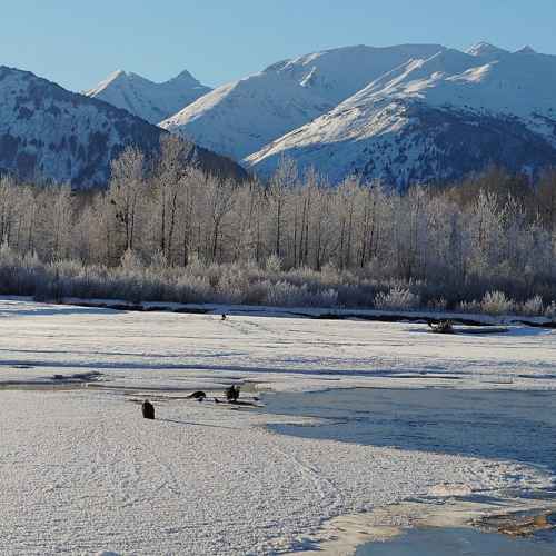Alaska Chilkat Bald Eagle Preserve
