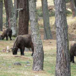 Motithang Takin Preserve