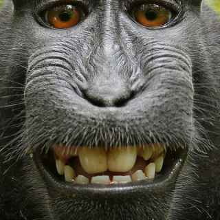 Celebes crested macaque