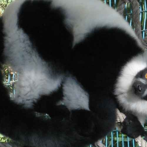 Ruffed lemur photo