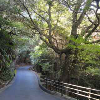 Miyajima Natural Botanical Garden