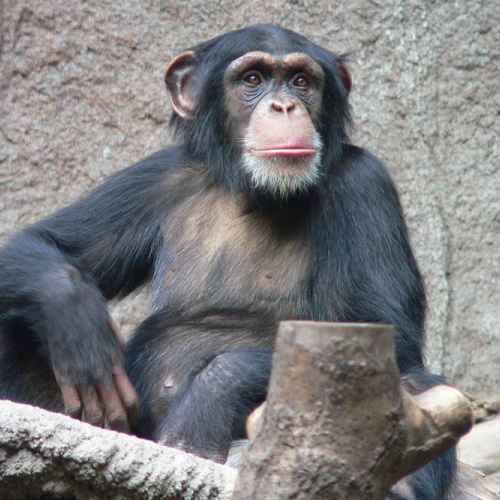 Шимпанзе photo