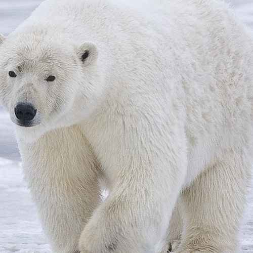 Белый медведь photo