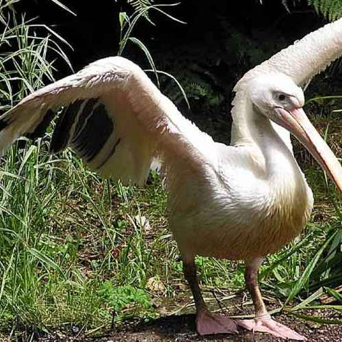 Розовый пеликан photo