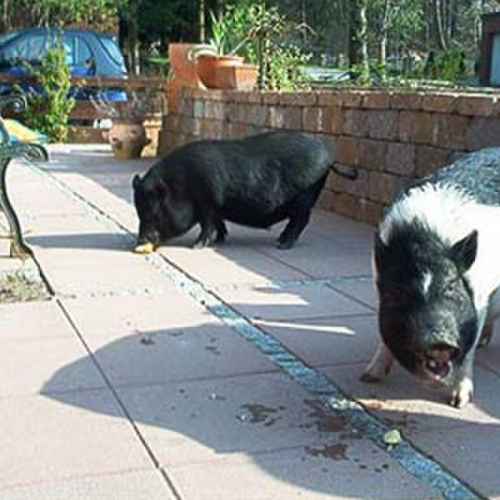 Домашняя карликовая свинья photo