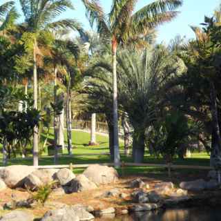 Palmetum de Santa Cruz