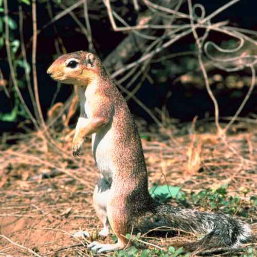 Unstriped ground squirrel photo