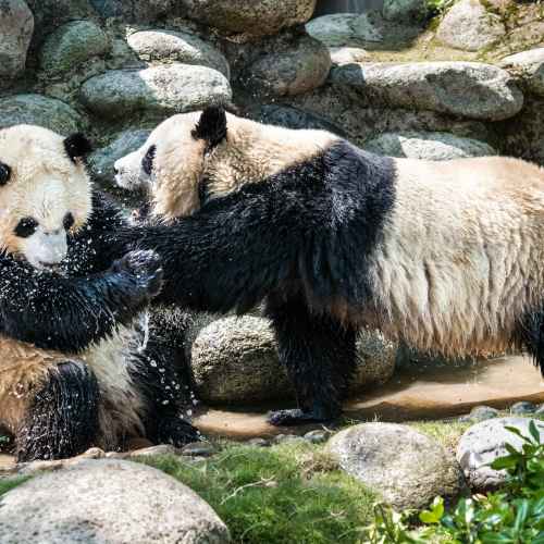Chengdu Research Base of Giant Panda photo
