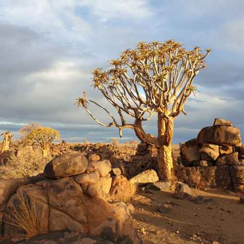 Quiver Tree Forest photo