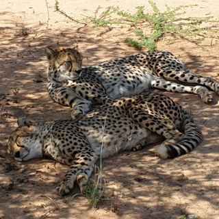 Cheetah Conservation Fund photo