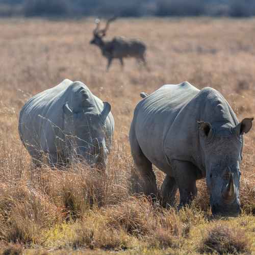 Khama Rhino Sanctuary photo