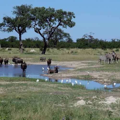 Chobe National Park photo