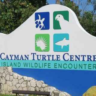 Cayman Turtle Centre photo