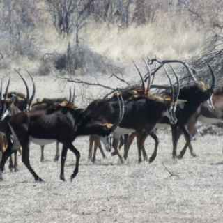 mahango national park